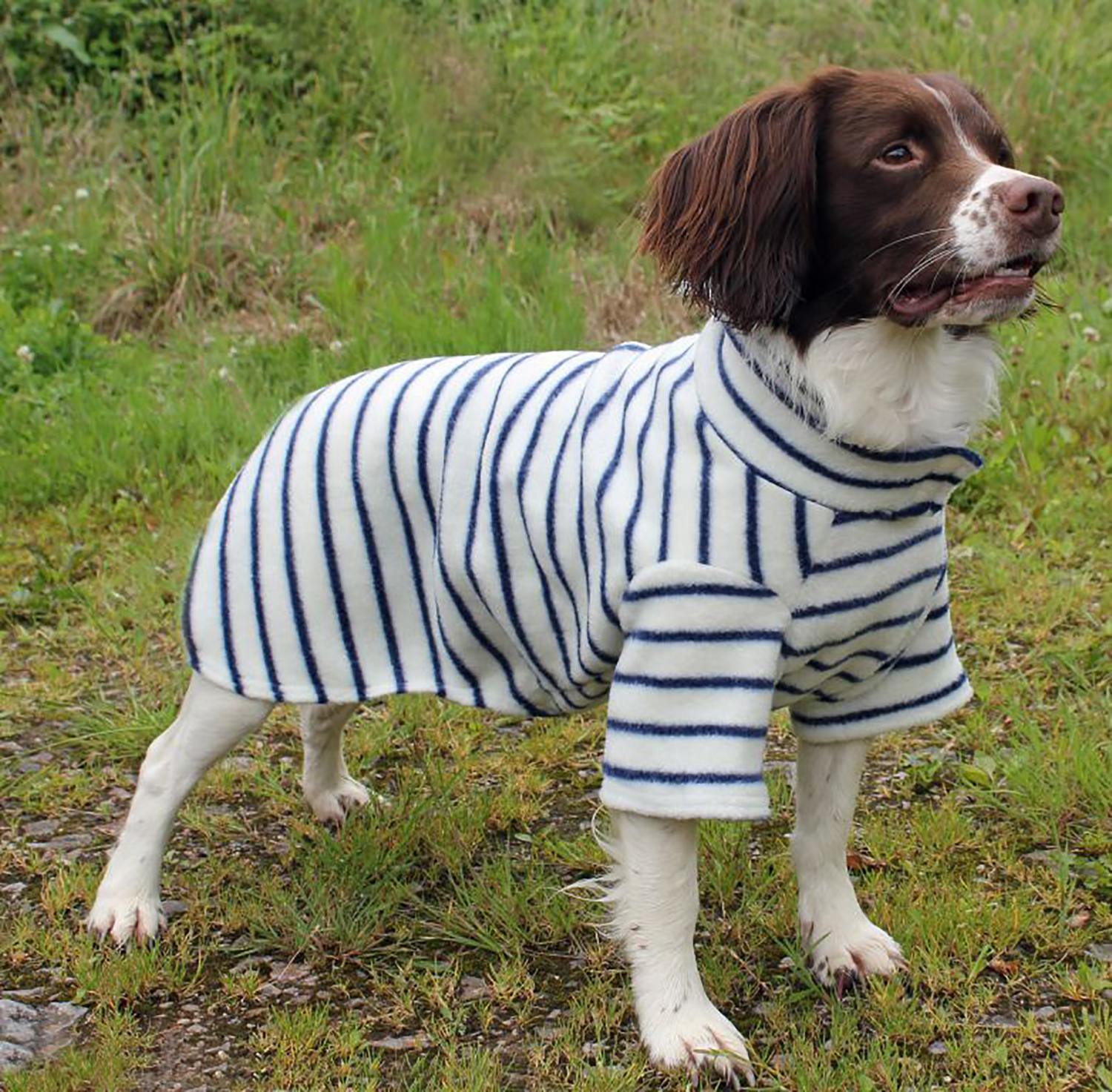 Stylish stripes and cosy canines